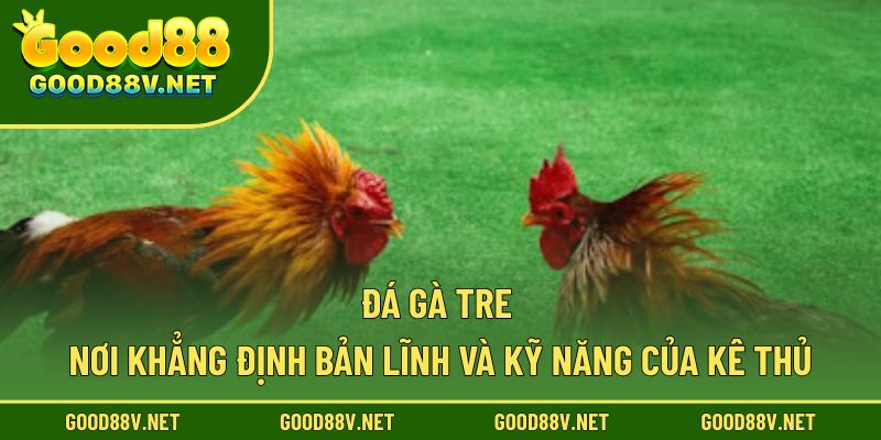 Đá Gà Tre – Nơi Khẳng Định Bản Lĩnh Và Kỹ Năng Của Kê Thủ 1 Đá gà tre