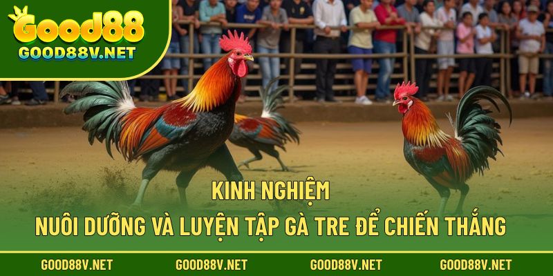 Đá Gà Tre – Nơi Khẳng Định Bản Lĩnh Và Kỹ Năng Của Kê Thủ 4 Kinh nghiệm nuôi dưỡng và luyện tập gà tre để chiến thắng