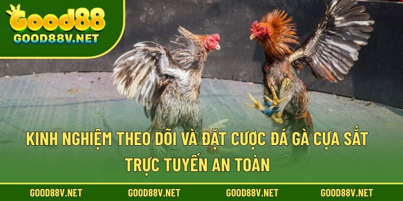 Đá Gà Cựa Sắt – Màn So Tài Huyền Thoại Của Các Chiến Kê 4 Kinh nghiệm theo dõi và đặt cược đá gà cựa sắt trực tuyến an toàn