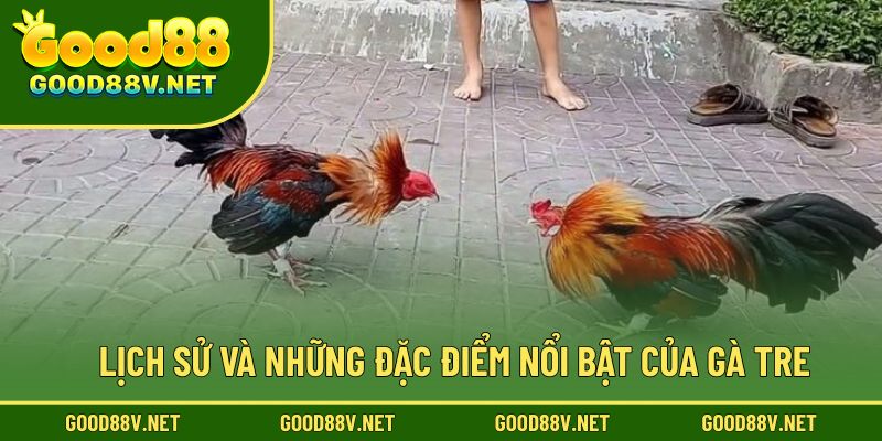 Đá Gà Tre – Nơi Khẳng Định Bản Lĩnh Và Kỹ Năng Của Kê Thủ 2 Lịch sử và những đặc điểm nổi bật của gà tre