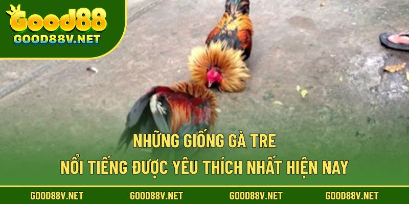 Đá Gà Tre – Nơi Khẳng Định Bản Lĩnh Và Kỹ Năng Của Kê Thủ 3 Những giống gà tre nổi tiếng được yêu thích nhất hiện nay