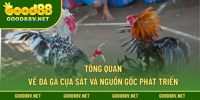 Đá Gà Cựa Sắt – Màn So Tài Huyền Thoại Của Các Chiến Kê 2 Tổng quan về đá gà cựa sắt và nguồn gốc phát triển